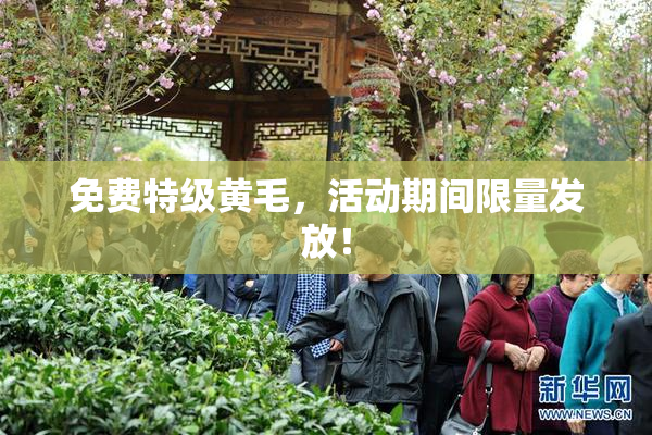 免费特级黄毛，活动期间限量发放！