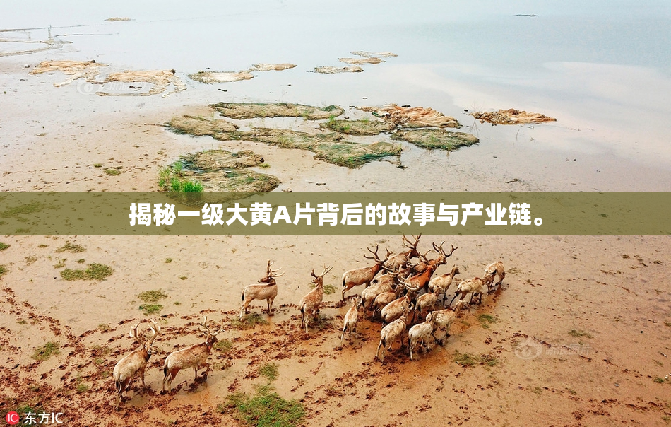 揭秘一级大黄A片背后的故事与产业链。