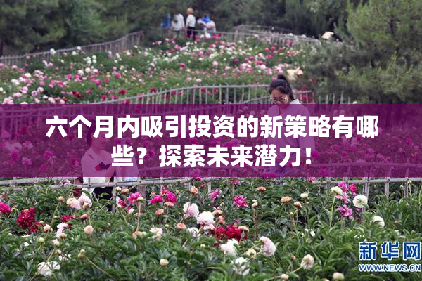 六个月内吸引投资的新策略有哪些？探索未来潜力！