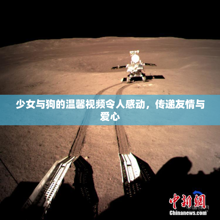 少女与狗的温馨视频令人感动，传递友情与爱心