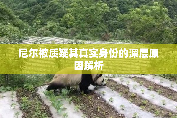 尼尔被质疑其真实身份的深层原因解析