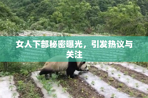 女人下部秘密曝光，引发热议与关注