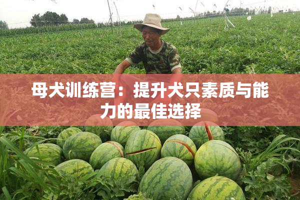 母犬训练营：提升犬只素质与能力的最佳选择