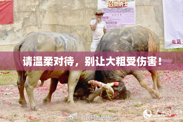 请温柔对待，别让大粗受伤害！
