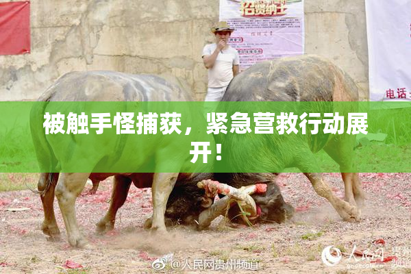被触手怪捕获，紧急营救行动展开！