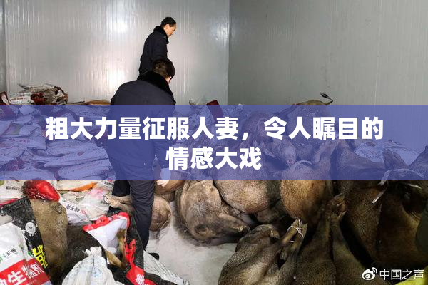 粗大力量征服人妻，令人瞩目的情感大戏