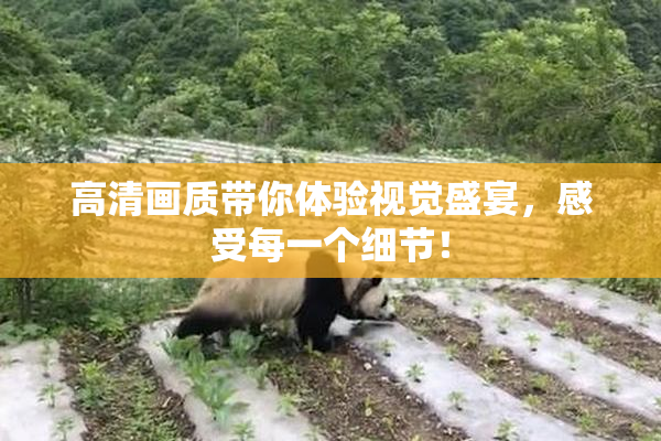 高清画质带你体验视觉盛宴，感受每一个细节！