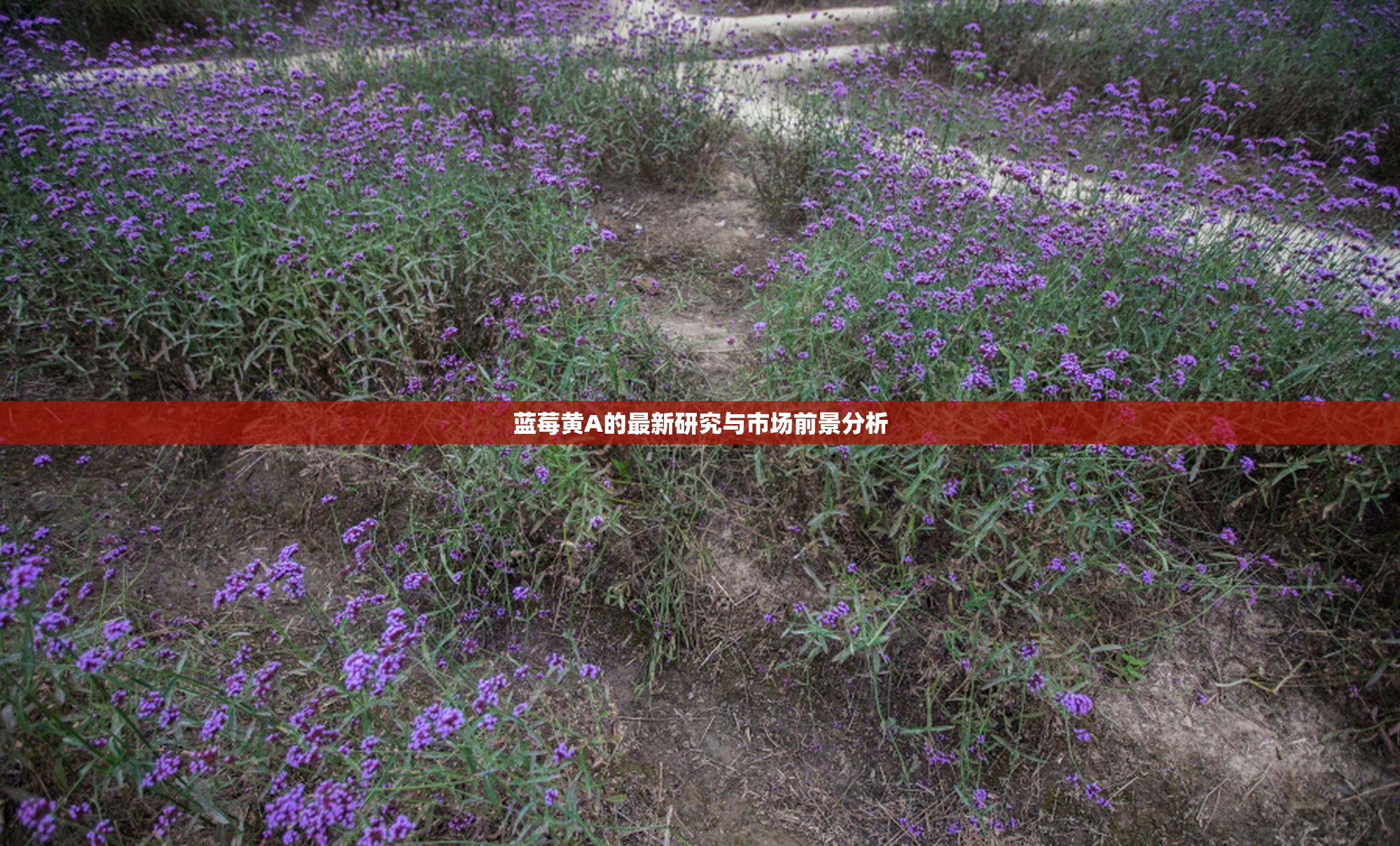 蓝莓黄A的最新研究与市场前景分析