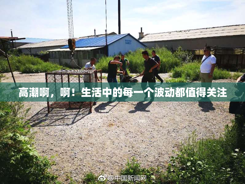高潮啊，啊！生活中的每一个波动都值得关注