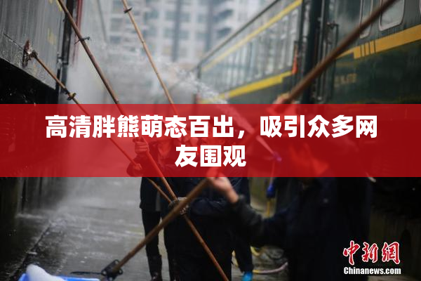 高清胖熊萌态百出，吸引众多网友围观