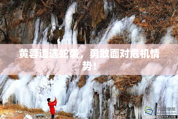 黄蓉遭遇蛇袭，勇敢面对危机情势！
