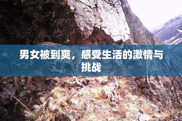 男女被到爽，感受生活的激情与挑战