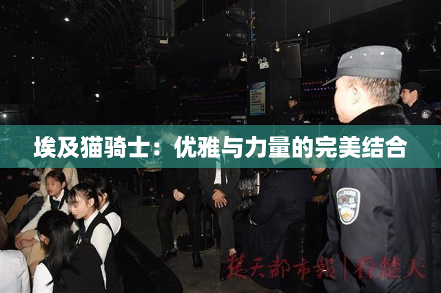 埃及猫骑士：优雅与力量的完美结合