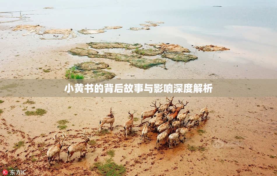 小黄书的背后故事与影响深度解析