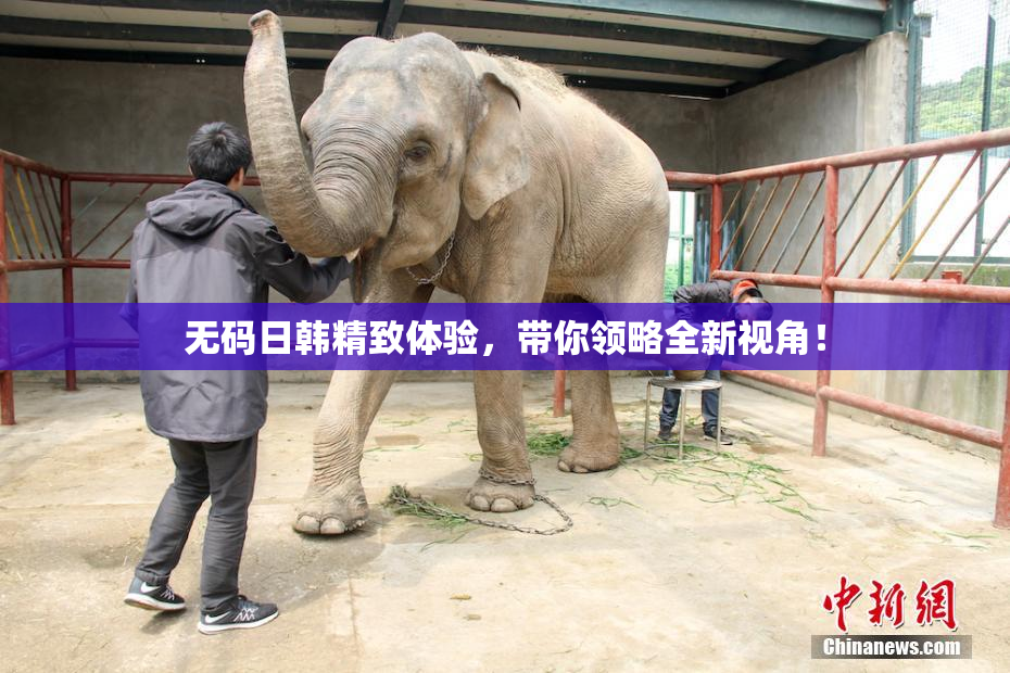 无码日韩精致体验，带你领略全新视角！