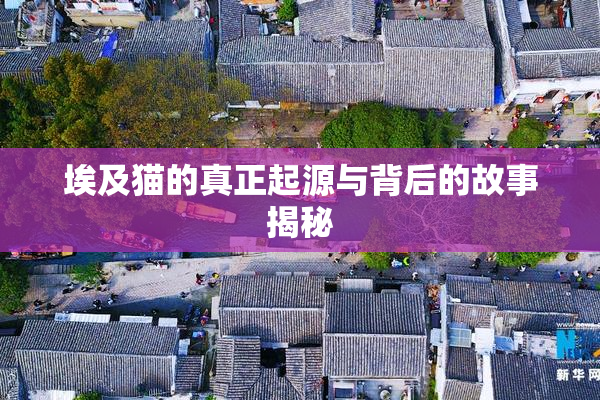 埃及猫的真正起源与背后的故事揭秘