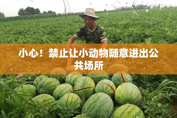 小心！禁止让小动物随意进出公共场所
