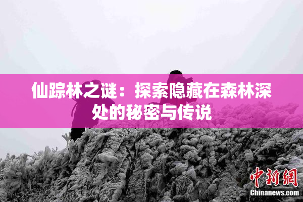 仙踪林之谜：探索隐藏在森林深处的秘密与传说