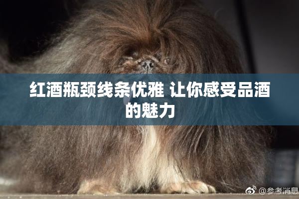红酒瓶颈线条优雅 让你感受品酒的魅力