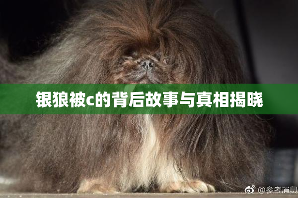 银狼被c的背后故事与真相揭晓