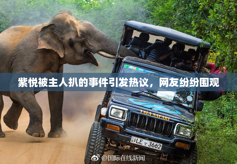 紫悦被主人扒的事件引发热议，网友纷纷围观