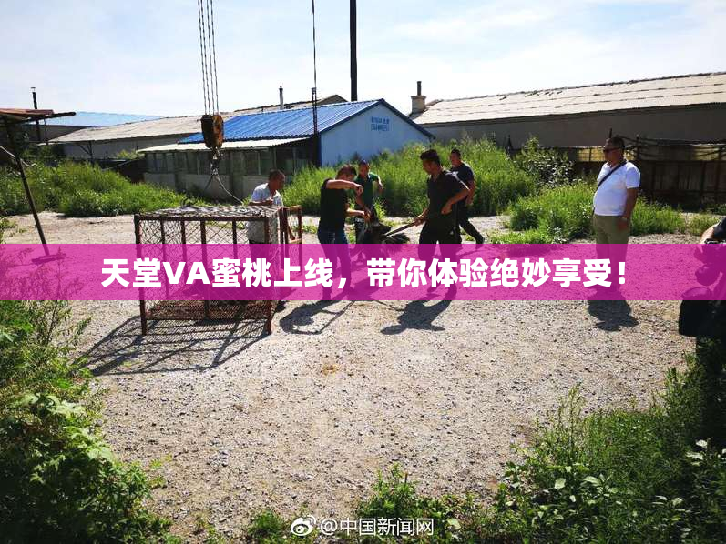 天堂VA蜜桃上线，带你体验绝妙享受！