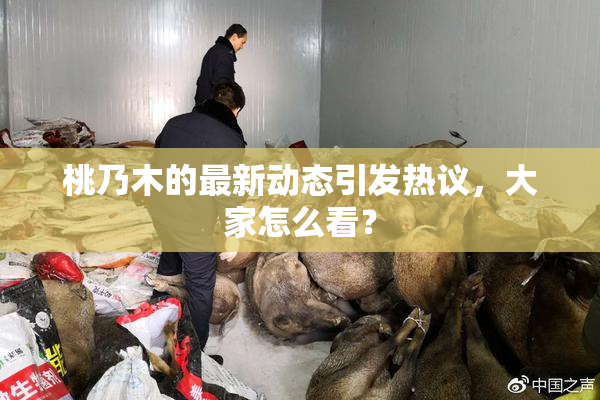 桃乃木的最新动态引发热议，大家怎么看？