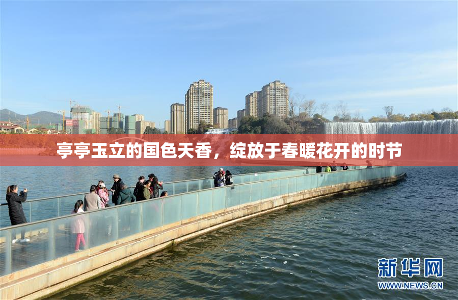 亭亭玉立的国色天香，绽放于春暖花开的时节