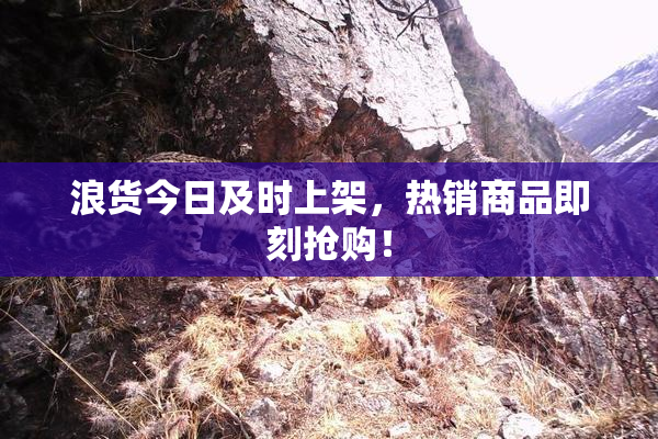 浪货今日及时上架，热销商品即刻抢购！