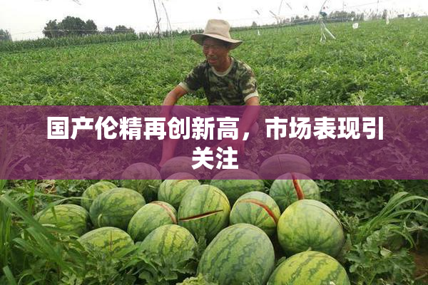 国产伦精再创新高，市场表现引关注