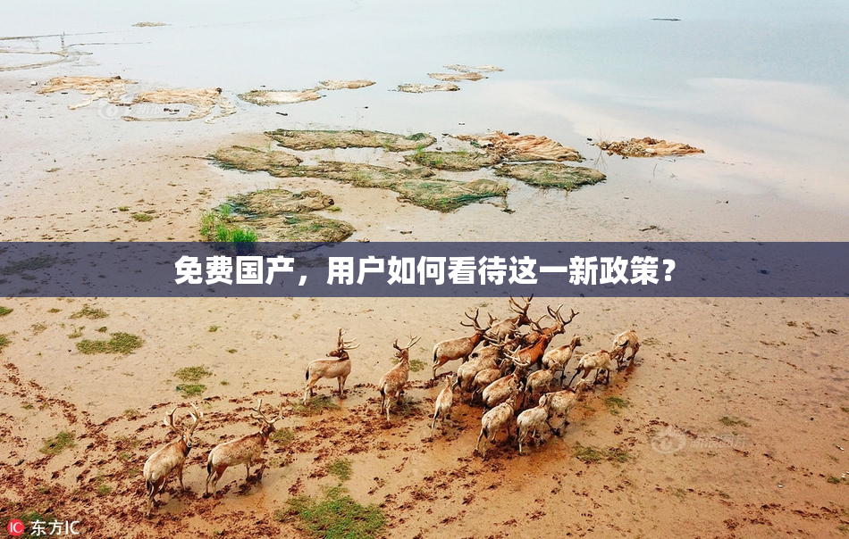 免费国产，用户如何看待这一新政策？