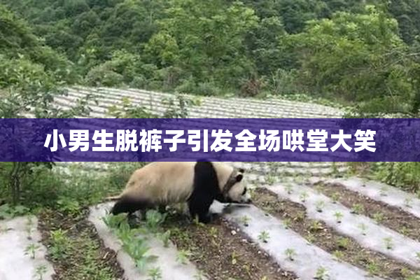 小男生脱裤子引发全场哄堂大笑