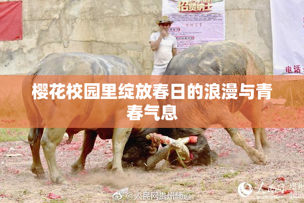 樱花校园里绽放春日的浪漫与青春气息