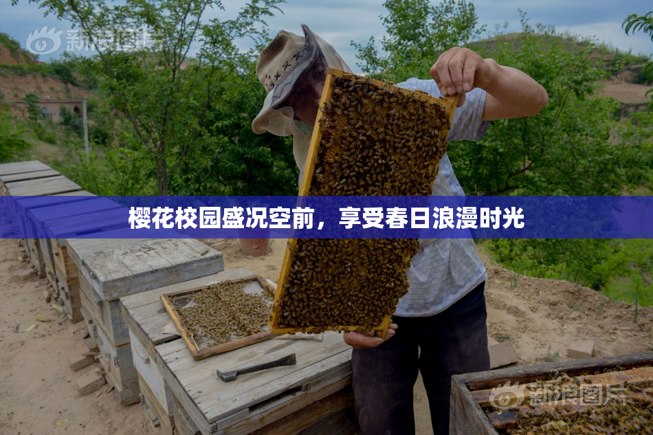 樱花校园盛况空前，享受春日浪漫时光