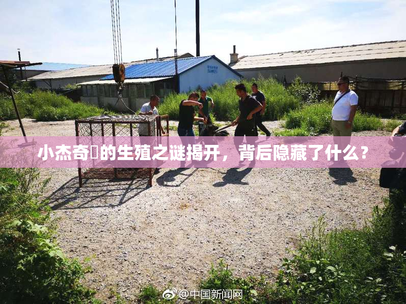 小杰奇犽的生殖之谜揭开，背后隐藏了什么？