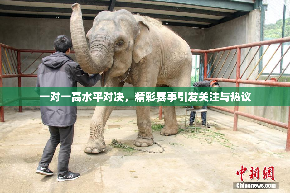 一对一高水平对决，精彩赛事引发关注与热议