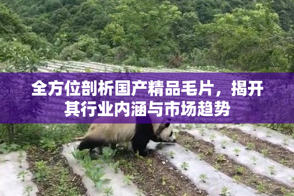 全方位剖析国产精品毛片，揭开其行业内涵与市场趋势