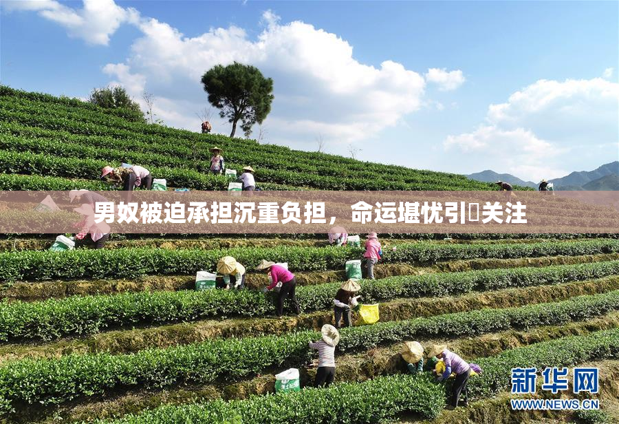 男奴被迫承担沉重负担，命运堪忧引発关注