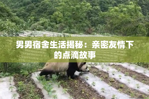 男男宿舍生活揭秘：亲密友情下的点滴故事