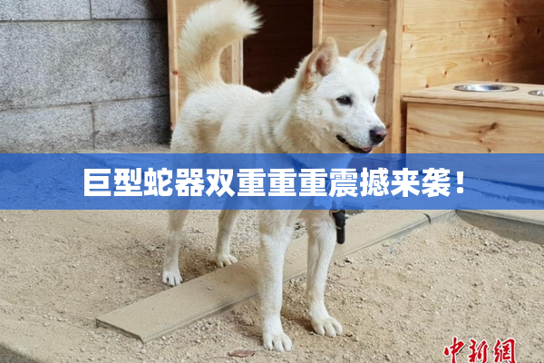 巨型蛇器双重重重震撼来袭！