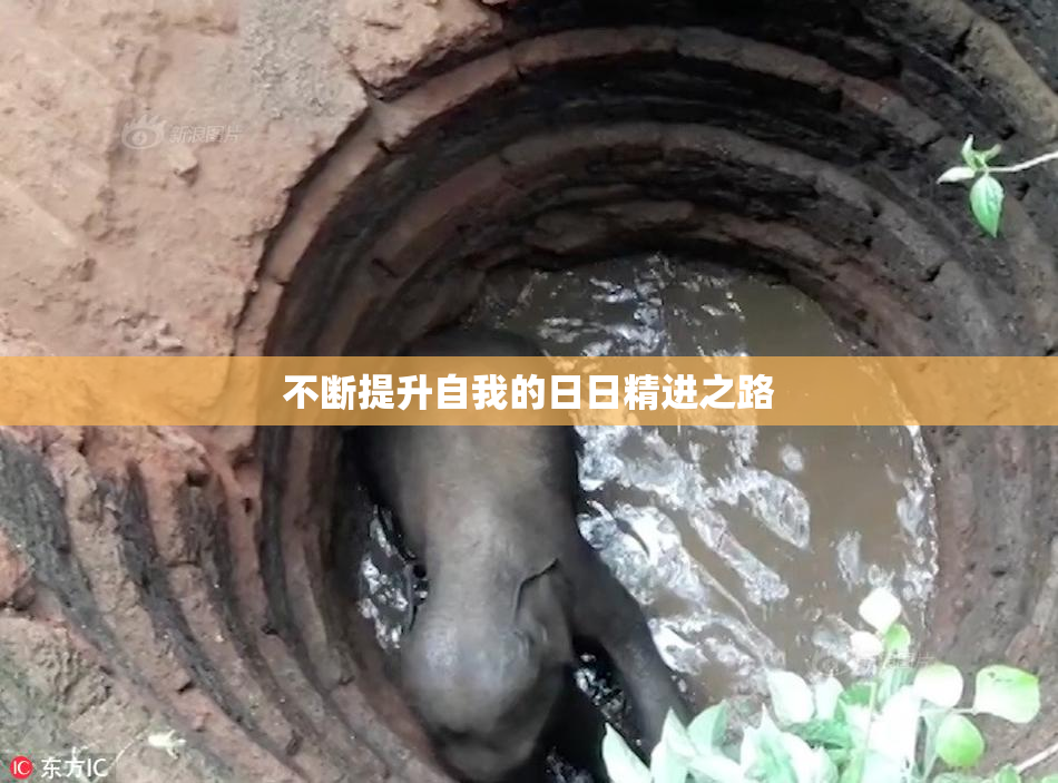 不断提升自我的日日精进之路