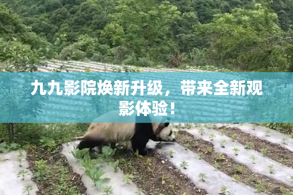 九九影院焕新升级，带来全新观影体验！