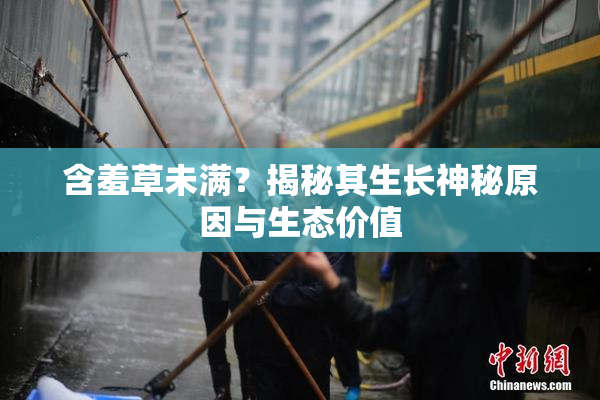 含羞草未满？揭秘其生长神秘原因与生态价值