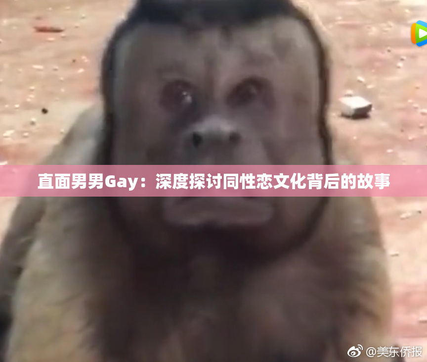 直面男男Gay：深度探讨同性恋文化背后的故事