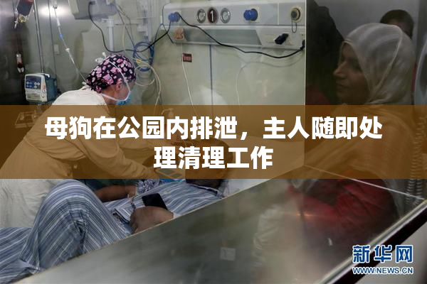母狗在公园内排泄，主人随即处理清理工作