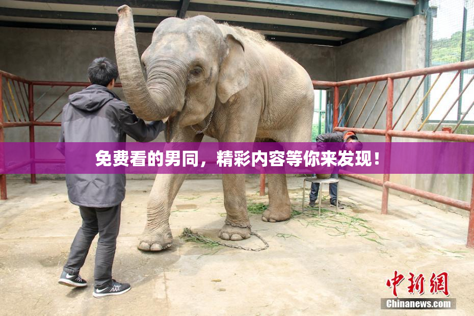免费看的男同，精彩内容等你来发现！