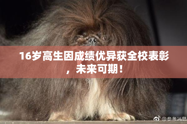 16岁高生因成绩优异获全校表彰，未来可期！