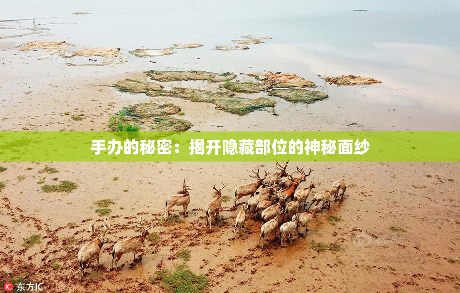 手办的秘密：揭开隐藏部位的神秘面纱