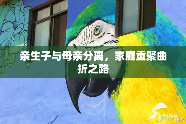 亲生子与母亲分离，家庭重聚曲折之路