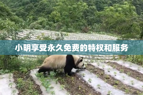 小明享受永久免费的特权和服务